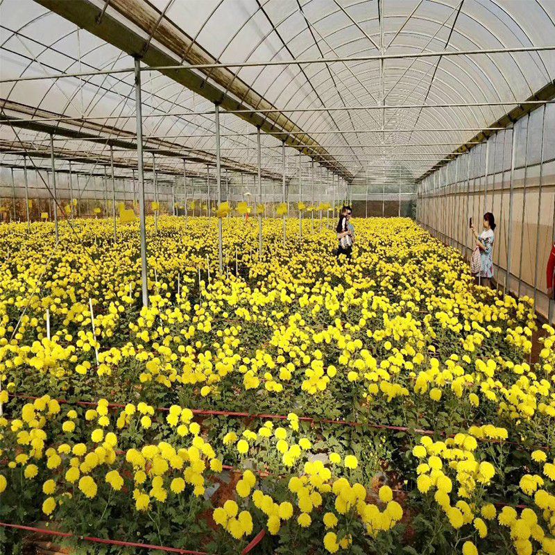 平頂山花卉大棚