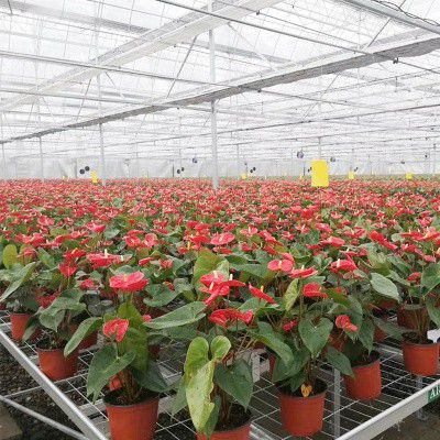 平頂山花卉大棚