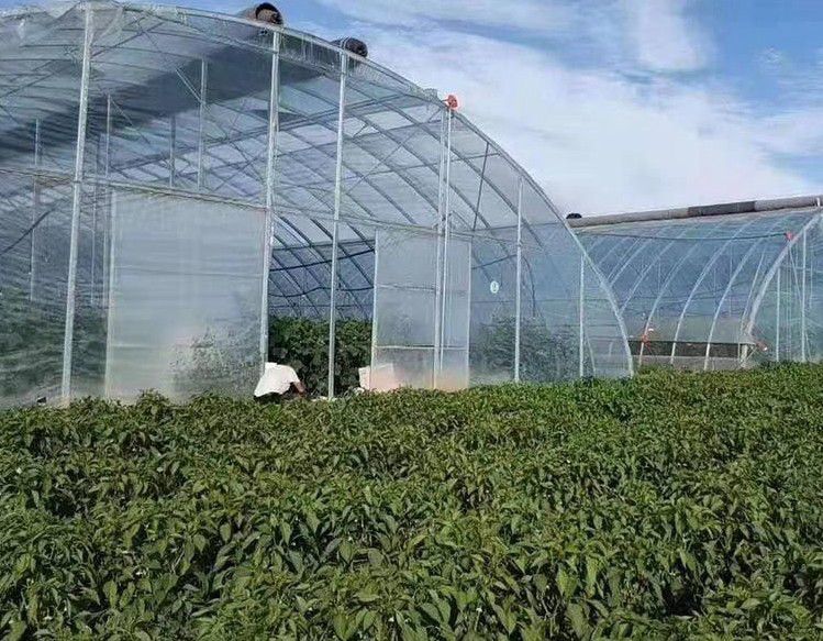 古交橢圓管大棚